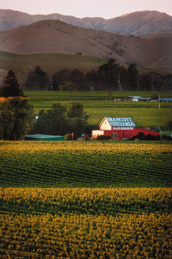 Brancott Estate Vineyard in Marlborough